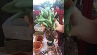 Crassula Falcata Propeller Plant Repotting [upl. by Lunsford]