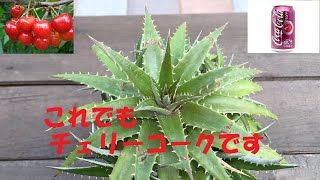 ディッキアを植え替えしてみました Dyckia Cherry Coke 2020年10月 [upl. by Ankeny]