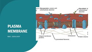 Plasma membrane in tamilPlasma membrane Bsc zoologyCell Biology Plasma membrane tamilbsczoology [upl. by Clapp]