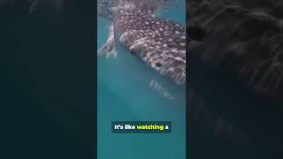 Swimming with WHALE SHARKS Close Encounter with Gentle Giants on Mafia Island [upl. by Brina47]