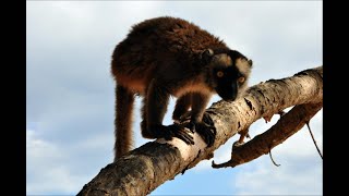 Le Maki  lémurien de mayotte [upl. by Stacie]