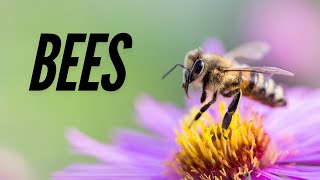 BEES Bees are winged insects Episode 8 [upl. by Karab]