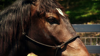 Americas Wild MustangUntamed Legacy PBS Documentary [upl. by Jeconiah199]