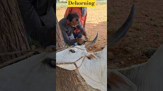 Dehorning animallover aesthicvettrendingviral [upl. by Bunow]