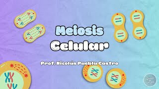 Meiosis en 5 minutos [upl. by Solange]