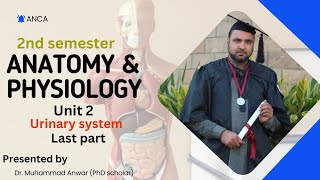 BSN KMU 2ND SEMESTER AampP II UNIT 2 URINARY SYSTEM Last PART [upl. by Bonaparte]