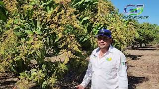 🥭🥭🥭ACTIVACIÓN DE FLORACIÓN EN MANGOS 🥭🥭🥭 [upl. by Herbert]