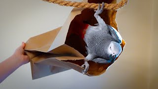 He Learned Doot Doot  Apollo the Talking Parrot Livestream [upl. by Coheman]