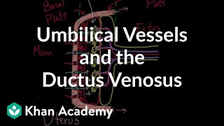 Umbilical vessels and the ductus venosus  Circulatory system physiology  NCLEXRN  Khan Academy [upl. by Minnie]