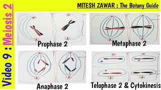 Meiosis 2  Prophase 2 Metaphase 2 Anaphase 2 Telophase 2 amp Cytokinesis 2  Stages of Meiosis 2 [upl. by Kindig72]