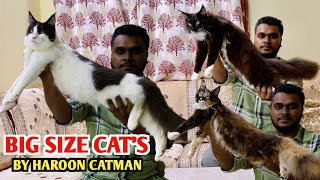 Worlds Biggest Cat Breed Maine Coon amp Bengal Cat By Haroon Catman [upl. by Ranita]