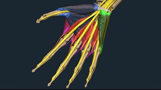 Apparato locomotore 36 Muscoli della mano [upl. by Mis]