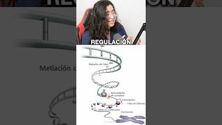 Regulación de la expresión genética eucariota ubaxxi uba cbc ciencia biologia biolyl [upl. by Hctud]