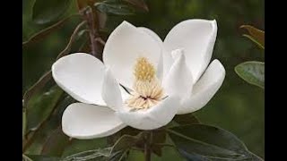 How to Start Magnolia Cuttings [upl. by Harlamert]