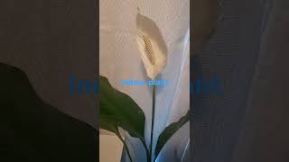 Spathiphyllum peace lily indoor plant viralshorstvideo videoshortsviral [upl. by Amoritta668]