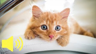 Cute Cat Meowing Sounds 🐱 [upl. by Jermain]