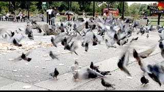 Trollstation Laxative Pigeon Prank [upl. by Aspasia903]