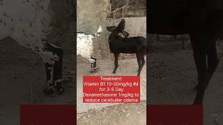 Polio encephalomalacia in goatthiamine deficiency goat animals veterinary veterinarymedicine [upl. by Dranoc]