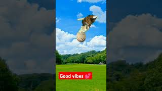 Satisfying Flying eagle Egg Magic photo 😂 funny funnyprank ShortAlgenJayawon [upl. by Murdoch374]