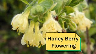 Honey Berry Flowering [upl. by Ettenej]