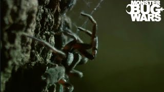 Black house spider vs White tailed spider  Monster bug wars reupload [upl. by Meeharbi]