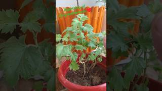 Repotting of chrysanthemum ♥️♥️plant repotting update 8gardening plants chrysanthemum [upl. by Roanne346]