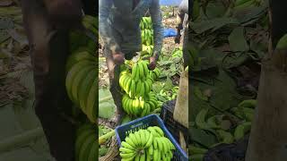 Banana 🍌 cuttings and packing part 178 [upl. by Jamie]