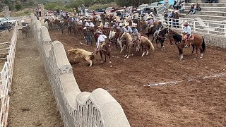 Rodeo en mimbres Valparaíso 22 diciembre [upl. by Klarika]