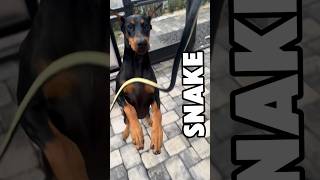 Snake vs Doberman dogs dogshorts doberman snake funnydogvideos viraldogs [upl. by Pinette337]