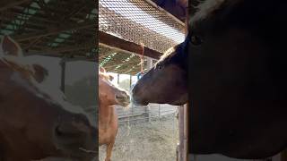 They like their hay ball toy Thanks for sending it to us Horsemen’s Pride 🥰 gifted [upl. by Zelma]