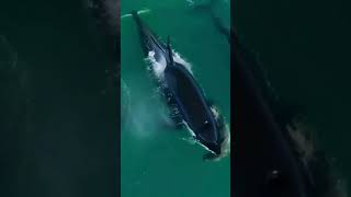 Incredible Orca Whales Apex Predators of the Ocean 🐳🔥 [upl. by Ardnuaet982]