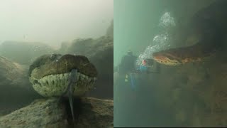 Diver has incredible face to face encounter with giant anaconda [upl. by Mcbride]