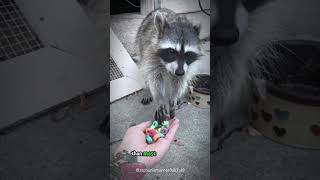 How Raccoons Detect Objects Without Seeing Them – You Won’t Believe This shorts buzzbilt [upl. by Dickman]