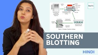 Southern Blotting  Basic Procedure  In Hindi [upl. by Etheline925]