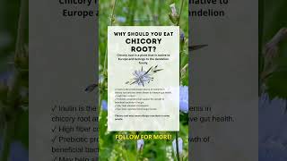 The Incredible GutHealing Benefits of Eating Chicory Root [upl. by Olifoet264]