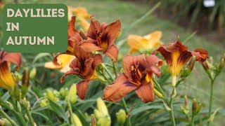 What Do Yours Look Like Daylilies in Autumn [upl. by Bush]