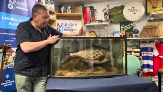 Clarissa The Carp Lot 599 Mullock Jones Auctions 24th July 2024 [upl. by Borlase]