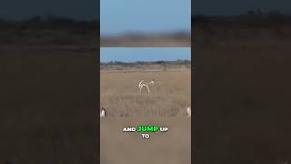 Springboks the Speedy Jumping Antelopes of Southern Africa [upl. by Harihs]