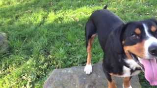 An Entlebucher Mountain Dogs Waggy Tails Alfies Blog [upl. by Mesics189]