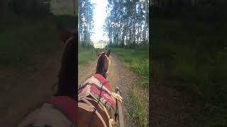 Treinando cavalo na charrete [upl. by Ahcsim870]