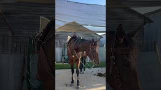 HEADSTALL AND BREASTCOLLAR FROM EGBarrelracing 😛😻 [upl. by Enilrad234]