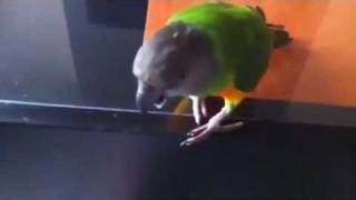 Parrot Facts  Senegal Parrot sounds [upl. by Rap]