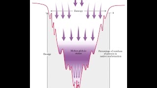 Proteins Fold into a Conformation of Lowest Energy [upl. by Fenelia]