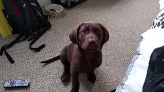 Puppy chocolate Labrador retriever doing tricks [upl. by Lotte]