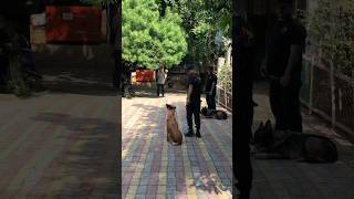 🐕 dog training Guwahati doglover dogshorts doglife pets dogtraning ytshort ytshortsindia [upl. by Llerrit499]