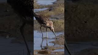 The avocet bird is reflected in the water as it searches for food in the mudflats 🥰😍😘 [upl. by Arutak]