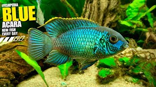 quotBlue Acara  A Stunning Showcase of Andinoacara Pulcherquot FISH4U [upl. by Martica]