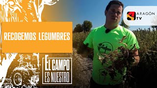 Recogemos legumbres de mata baja [upl. by Chainey]