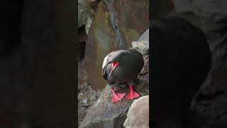 Feisty Guillemot Takes Back Perch From Invader shorts [upl. by Asyen695]