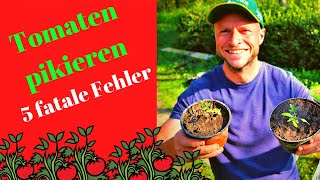 Wie TOMATEN pikieren  5 FEHLER die du nicht machen darfst 🍅 [upl. by Aihsekel]